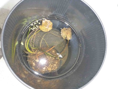 f:id:Limnology:20121111112508j:image