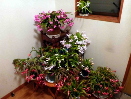 f:id:Limnology:20121206224648j:image