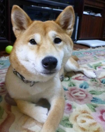 f:id:Limnology:20121224195132j:image
