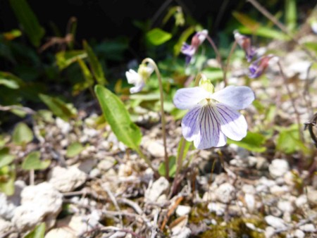 f:id:Limnology:20130422124732j:image