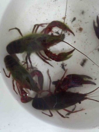f:id:Limnology:20130607163008j:image