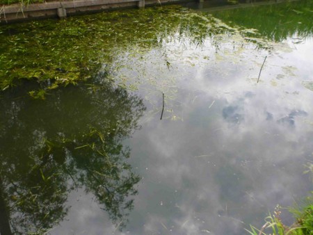 f:id:Limnology:20130608103120j:image