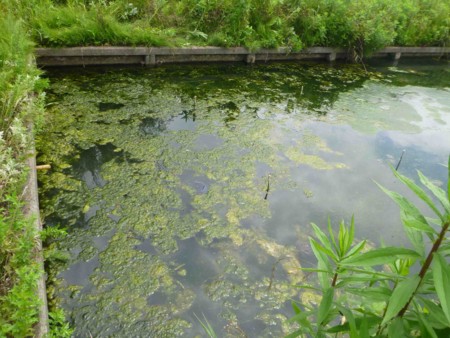 f:id:Limnology:20130608103735j:image