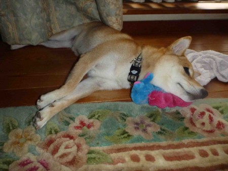 f:id:Limnology:20130619164145j:image