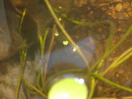 f:id:Limnology:20130709100831j:image