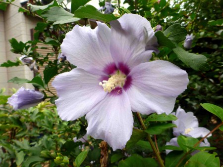 f:id:Limnology:20130713140008j:image