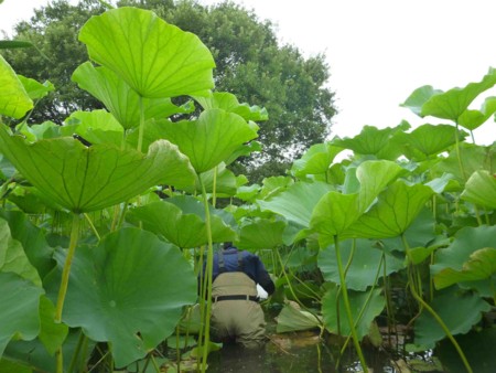 f:id:Limnology:20130801120535j:image