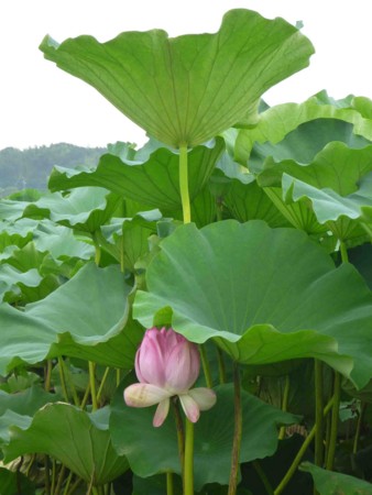 f:id:Limnology:20130801132853j:image