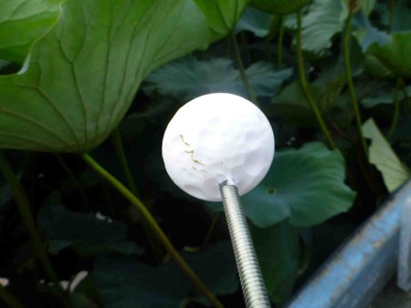 f:id:Limnology:20130801164418j:image