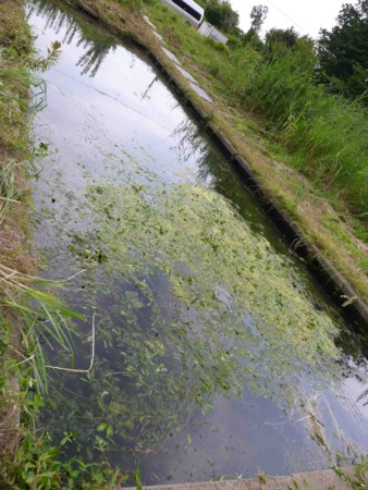 f:id:Limnology:20130804122435j:image