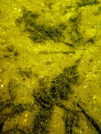 f:id:Limnology:20130809112808j:image