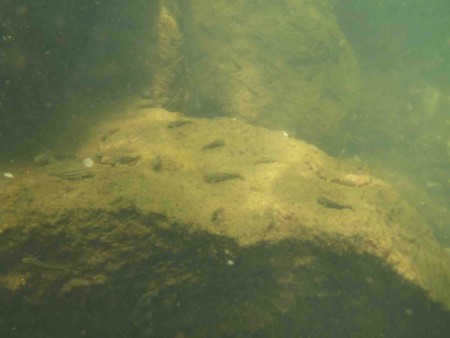 f:id:Limnology:20130810095300j:image