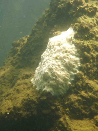 f:id:Limnology:20130810095405j:image