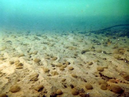 f:id:Limnology:20130810095531j:image