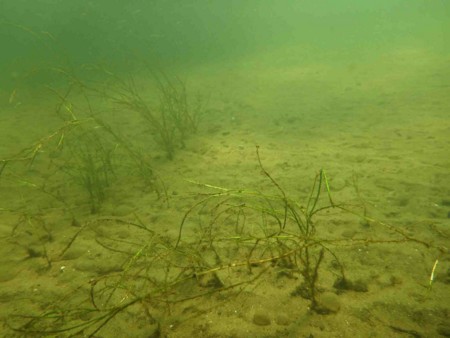 f:id:Limnology:20130810095550j:image
