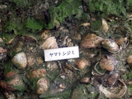 f:id:Limnology:20130816150729j:image