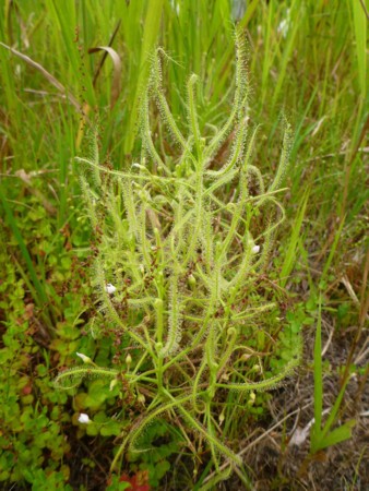 f:id:Limnology:20130825154930j:image