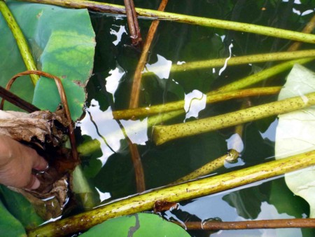 f:id:Limnology:20130829131534j:image