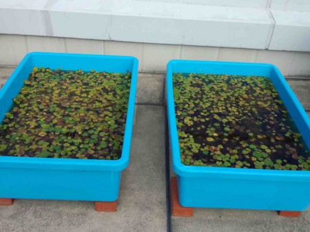 f:id:Limnology:20131010135741j:image