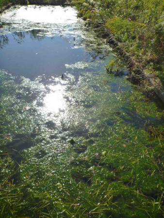 f:id:Limnology:20131027093344j:image