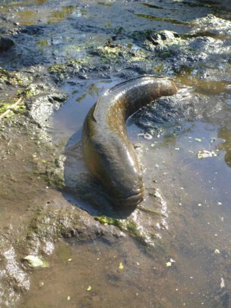 f:id:Limnology:20131027131314j:image