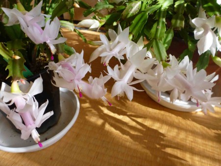 f:id:Limnology:20131123101700j:image