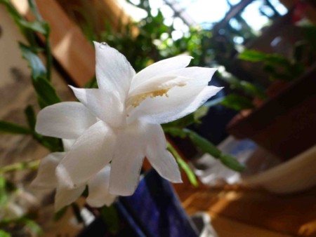 f:id:Limnology:20131123101750j:image