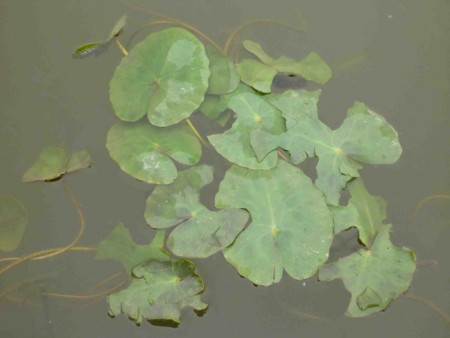 f:id:Limnology:20140428090658j:image