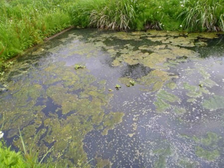 f:id:Limnology:20140508100928j:image