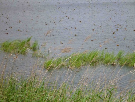 f:id:Limnology:20140508104719j:image