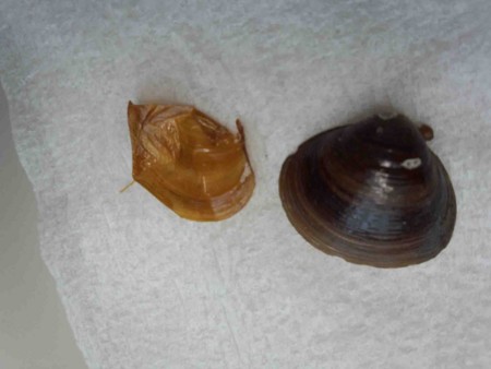 f:id:Limnology:20140610153215j:image