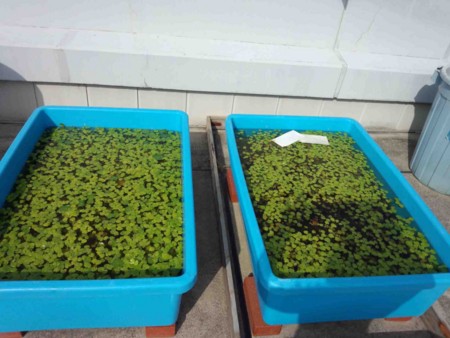 f:id:Limnology:20140610153608j:image