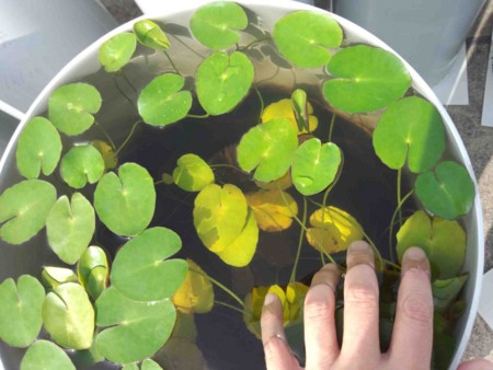 f:id:Limnology:20140610153734j:image