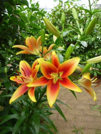 f:id:Limnology:20140618161115j:image