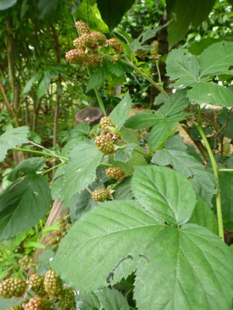 f:id:Limnology:20140628105721j:image