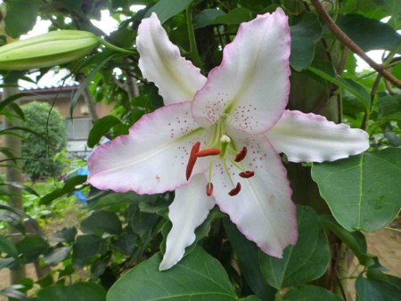 f:id:Limnology:20140703070312j:image