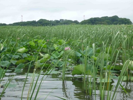 f:id:Limnology:20140705105131j:image