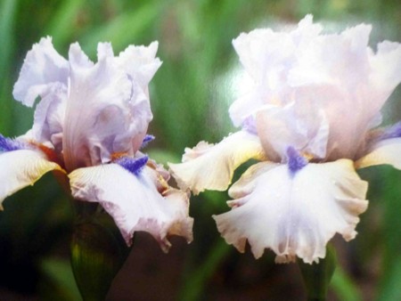 f:id:Limnology:20140819012731j:image