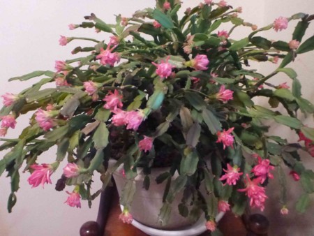 f:id:Limnology:20141103142633j:image