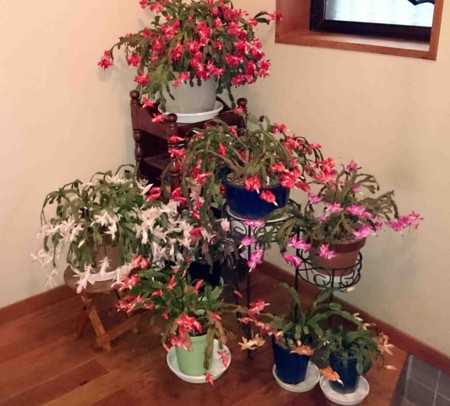 f:id:Limnology:20141115130424j:image