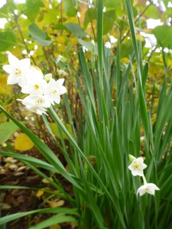 f:id:Limnology:20141130112944j:image