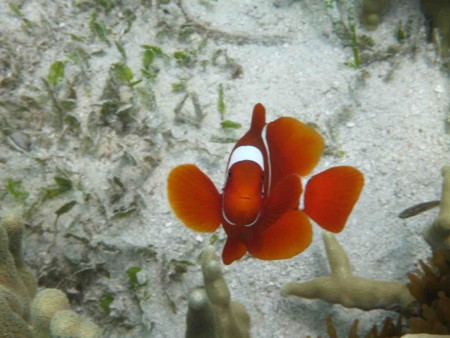 f:id:Limnology:20141205122558j:image