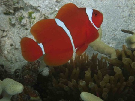 f:id:Limnology:20141205122615j:image