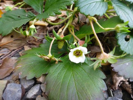 f:id:Limnology:20150101153344j:image