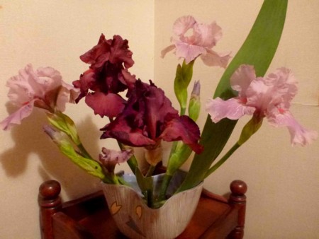 f:id:Limnology:20150426224959j:image