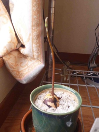 f:id:Limnology:20150501071809j:image