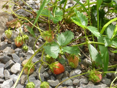 f:id:Limnology:20150522092439j:image