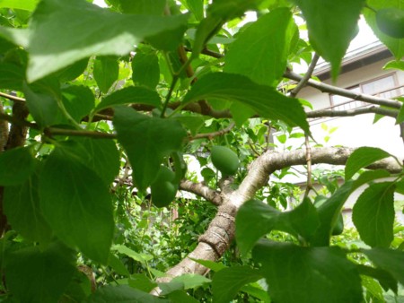 f:id:Limnology:20150522093010j:image