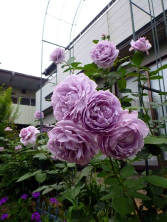f:id:Limnology:20150607122719j:image