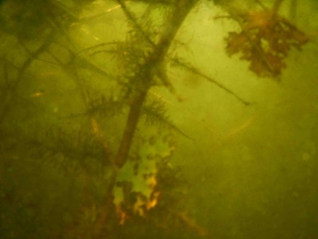 f:id:Limnology:20150808084505j:image